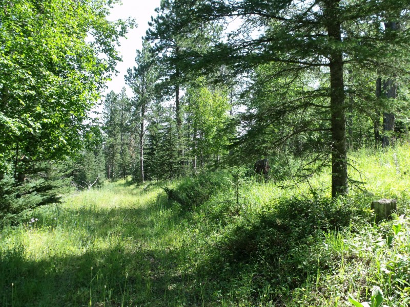 Intake Meadows trail