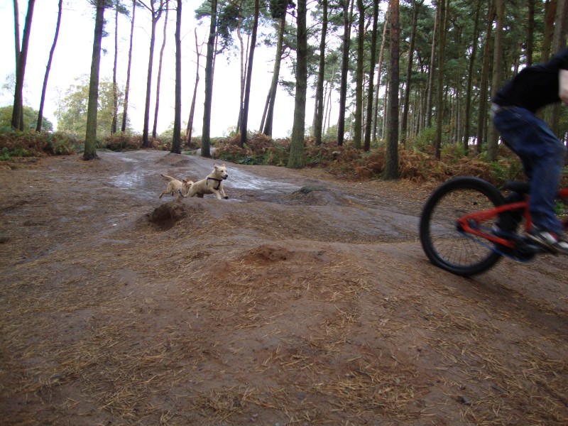 good day at delamere getting chased by dogs
