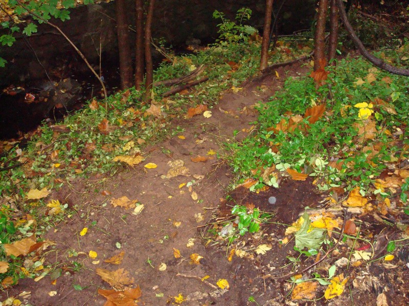 A new trail we made that comes after the berm and along the creek