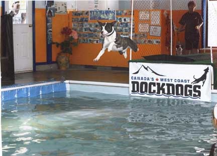Dock dogs practice - going for distance!