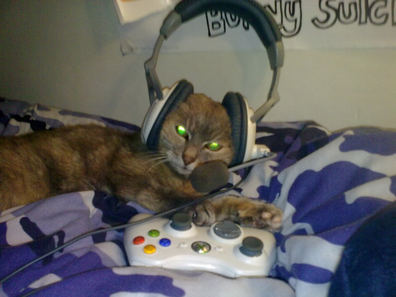 Put my xbox headset on my cat went back into my room 30 mins later, shes fast asleep with them still on