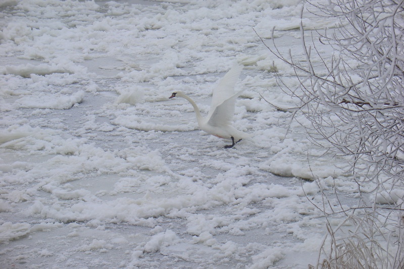 wounded swan on ice,dont know what happend but it cant fly away:(