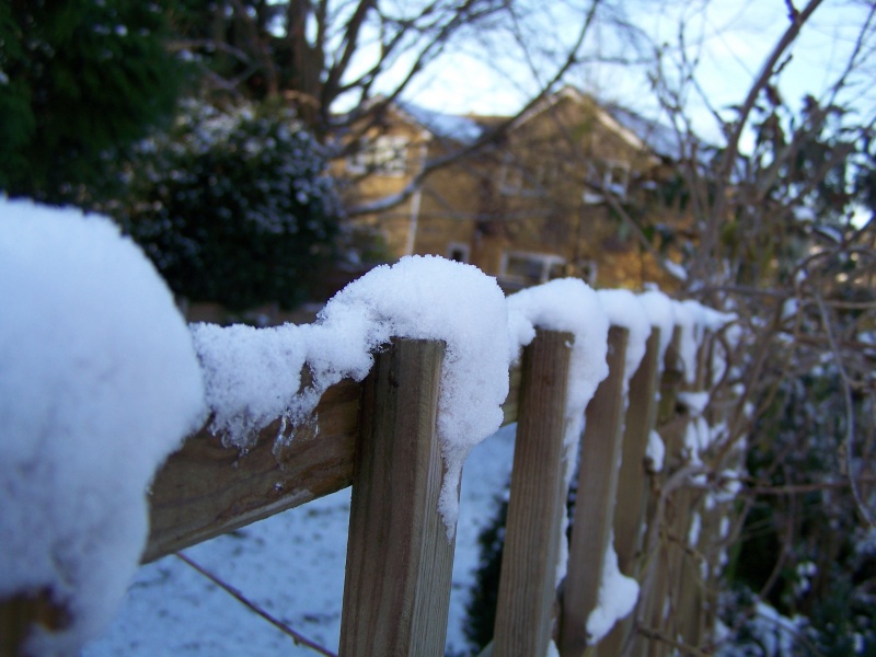 Snow day, Snow on the fence.