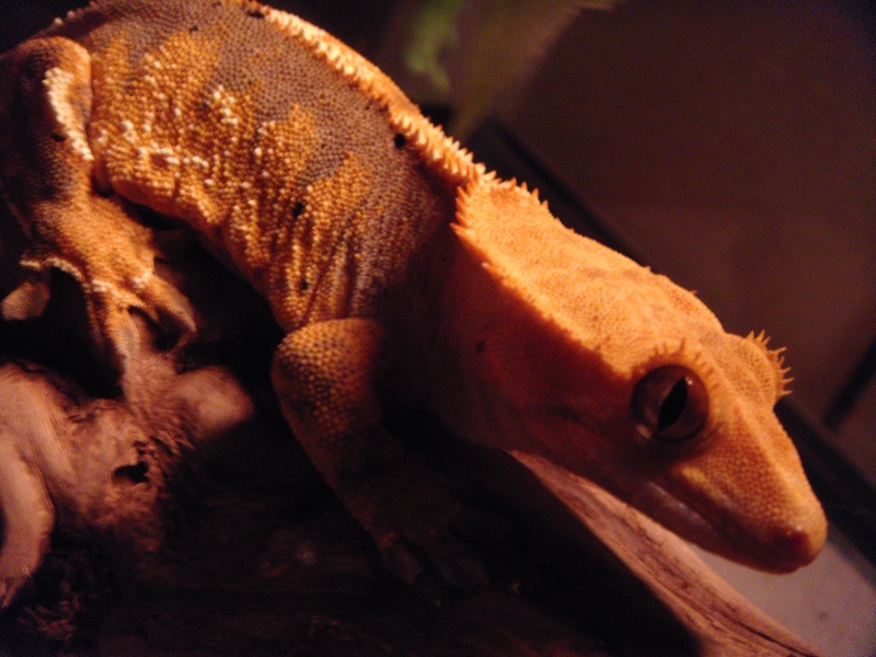 just my Crested gecko,..Schticky!He turned out to be a fire bellied,dalmation spotted perty lil lizard!Hes about 8.5" long and probably wont get much bigger.very nice reptile to own,...GOOGLE it ifya need to!