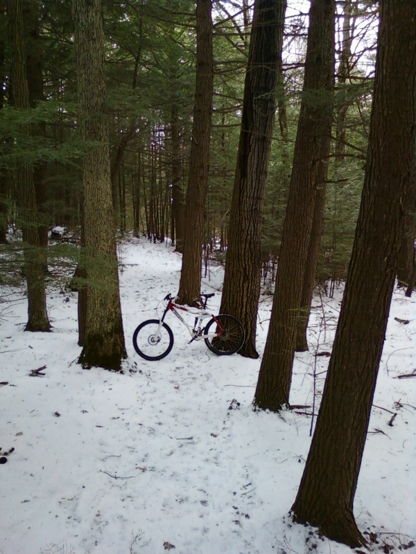 Big trees! Well for Ontario. Awesome ride today. Best winter riding I've ever seen.