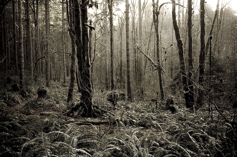 This was the Oregon we pictured in our minds. Mossy, mangled trees, greenery spurting out every nook and cranny, and a fog covering everything in a blanket of mystery.