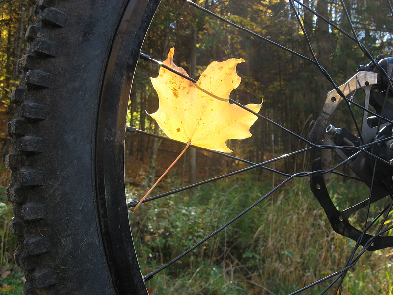 A maple leaf stuck in my spokes.
