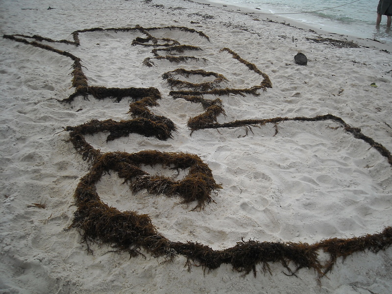 Built a giant follow me logo out of sea weed. Turned out to be so large that getting a decent picture of it wasn't easy...