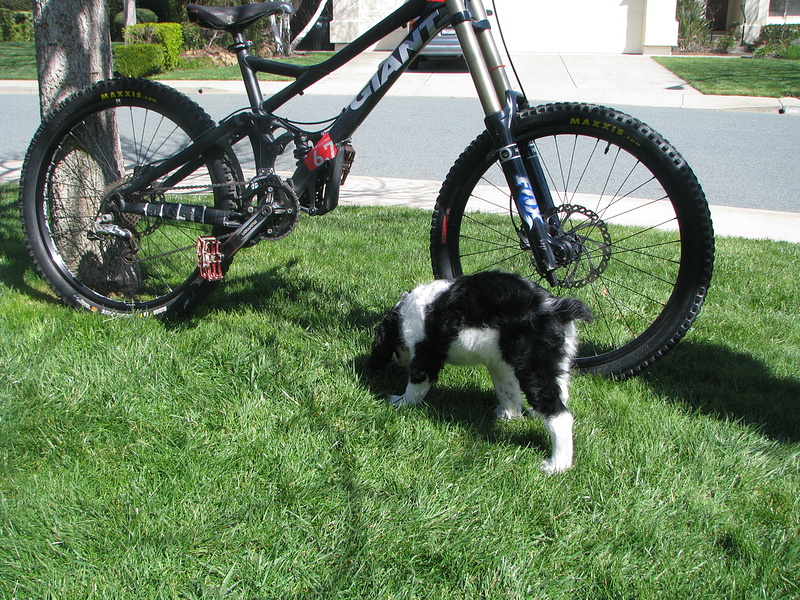 bike and puppy