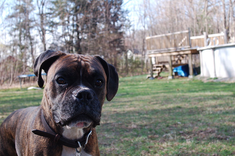 a little shoot with my puppy dog Tank haha. he is a 5 year old brindle Boxer