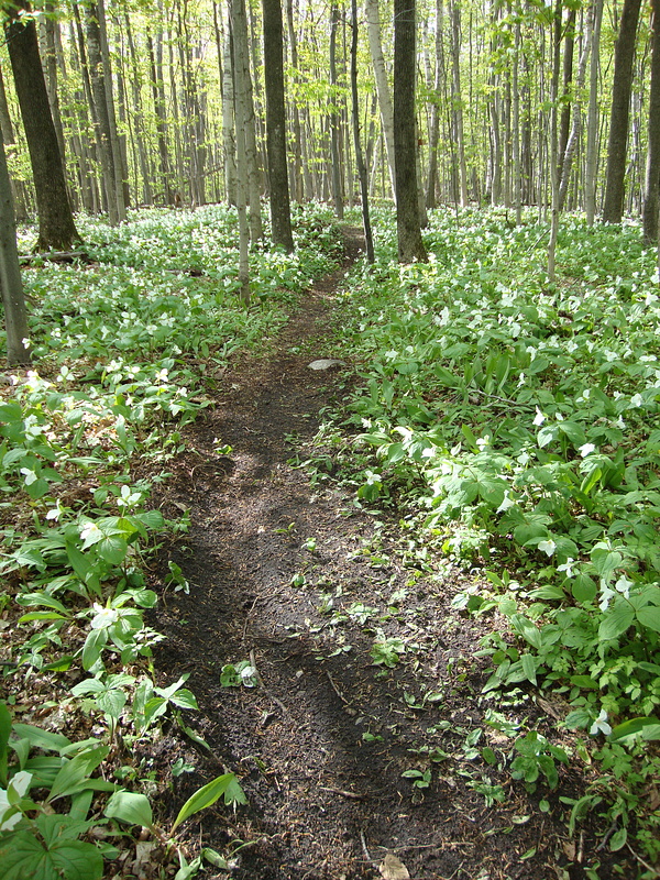 nice single track going through all the trilliums and leaks