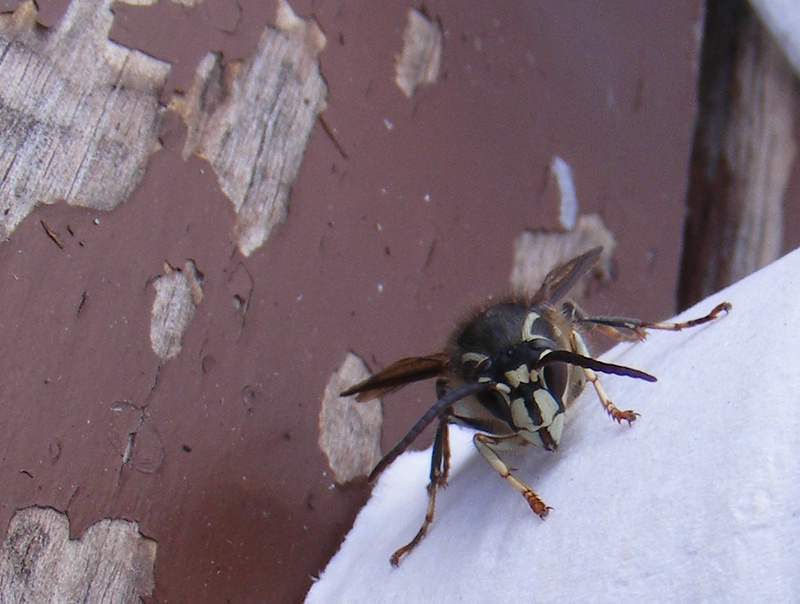 APS-Macro

White faced hornet