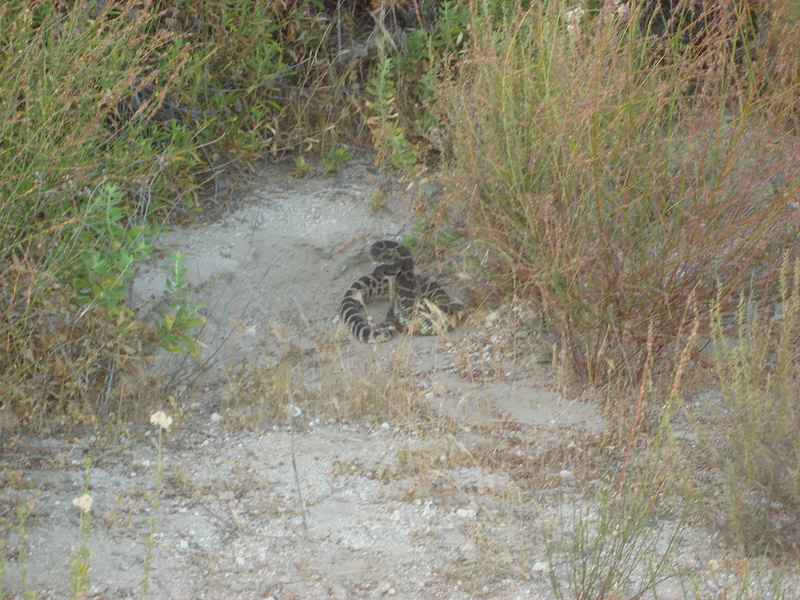 a rattler on rattle snake trail cool..