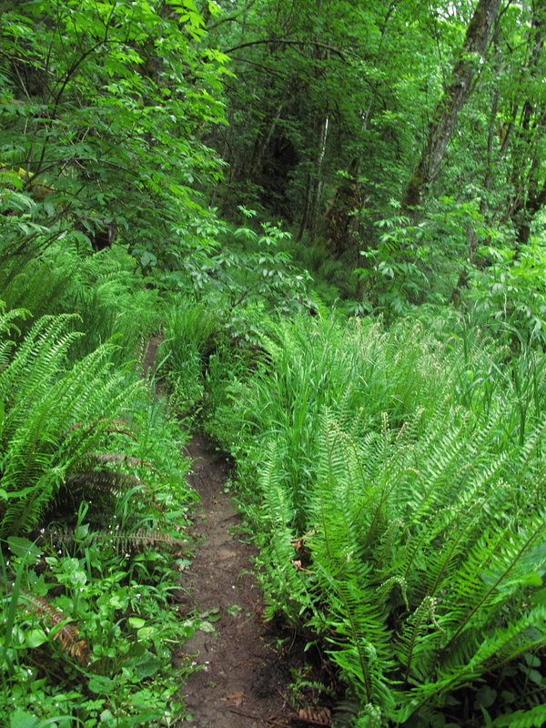 ditch-chicken-mountain-bike-trail-chilliwack-bc