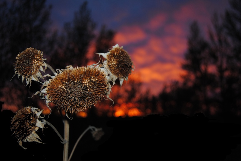 Dead Sunflowers and Sunset