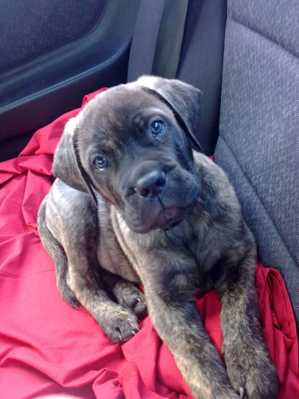 In the back of my car at 9 wks old