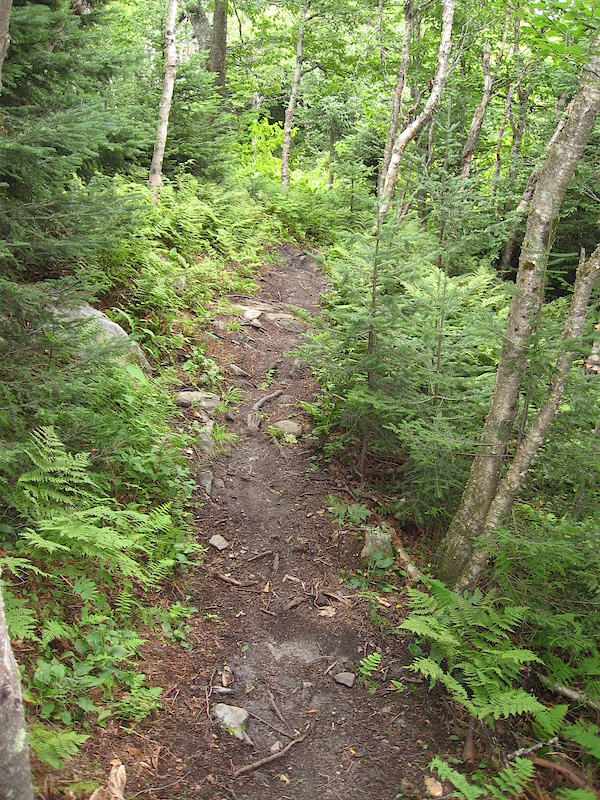 DH Trail