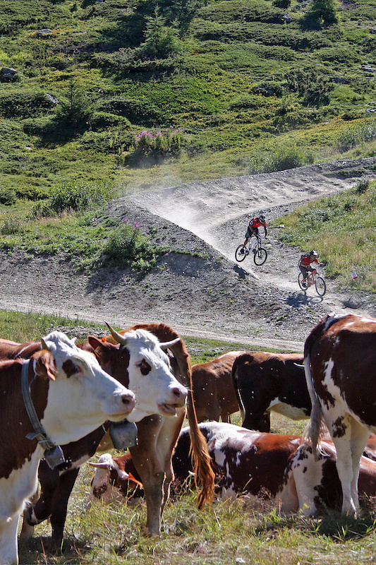 Ride behind the cows...