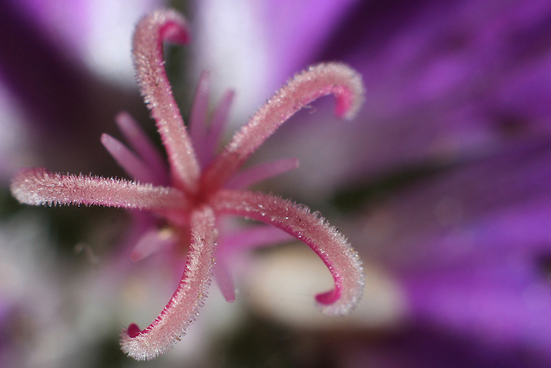 A geranium stamen. In real life, this is something less than 4mm (3/16") from tip to tip.
Shot with a 50mm 1.8 @ f8 and 85mm's worth of extension tubes.