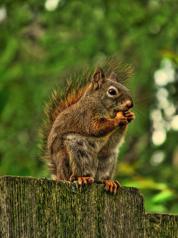 HDR Squirrel