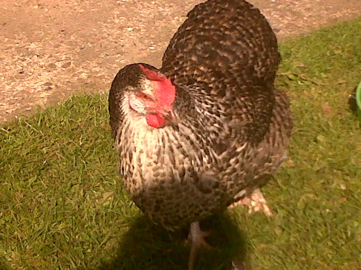One of our chickens. 'Paxo'