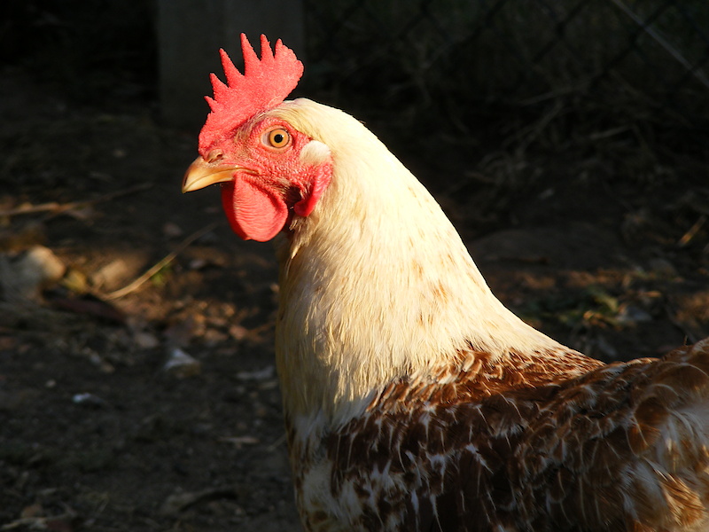 Another 1 of our chickens. 'Rosemary'