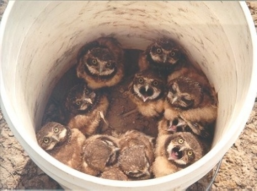 Bucket of owls