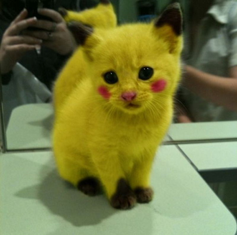 it's a kitty but it's a pikachu