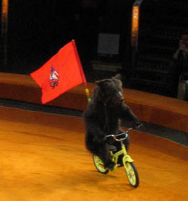 bear on a bike