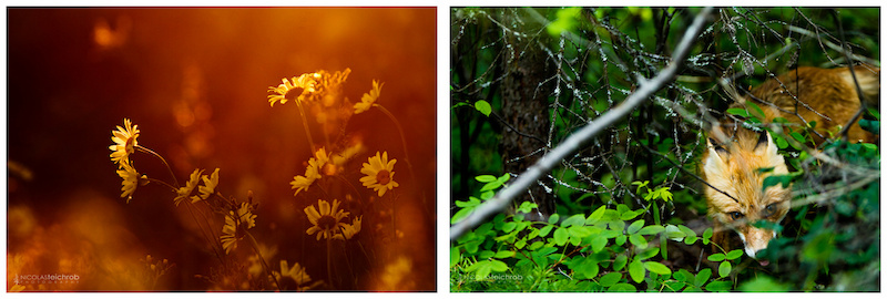 photo Nicolas Teichrob www.nicolasteichrob.com