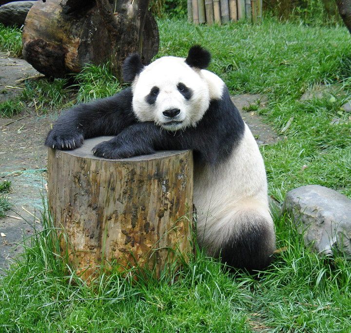 dazed panda