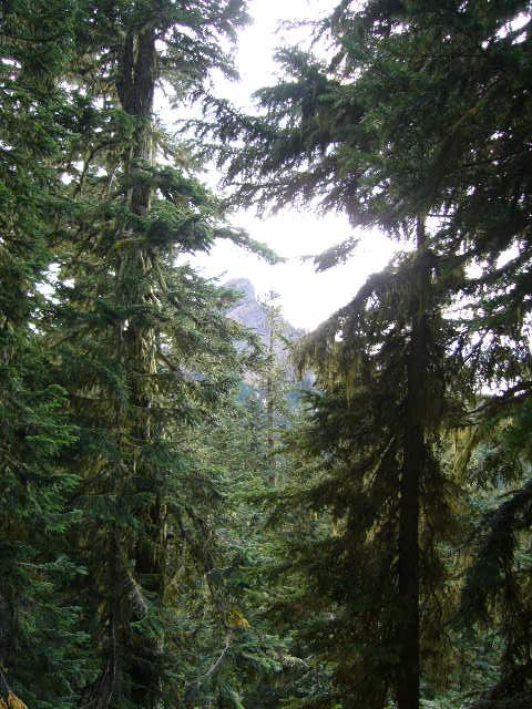 Craggy Peak through the trees