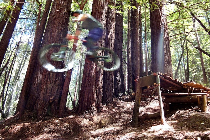 Redwood Blur