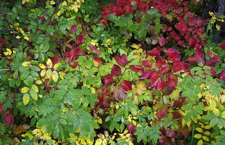 Some more great Northern Alaskan foliage!!!