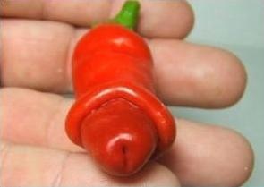 chilly willy, penis pepper