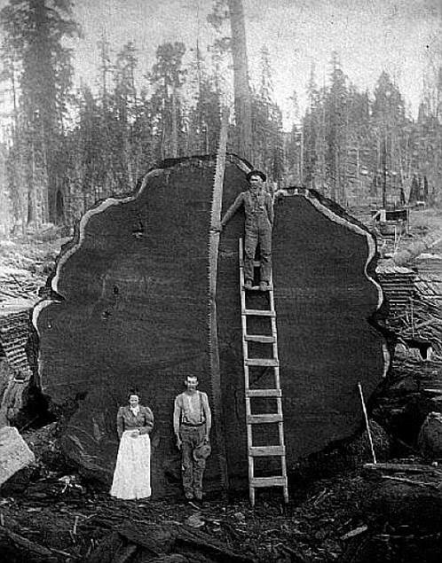 Big tree,little saw .