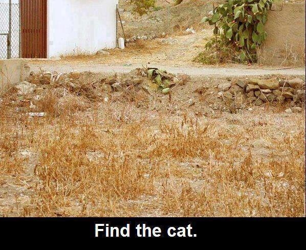 find the cat i did....