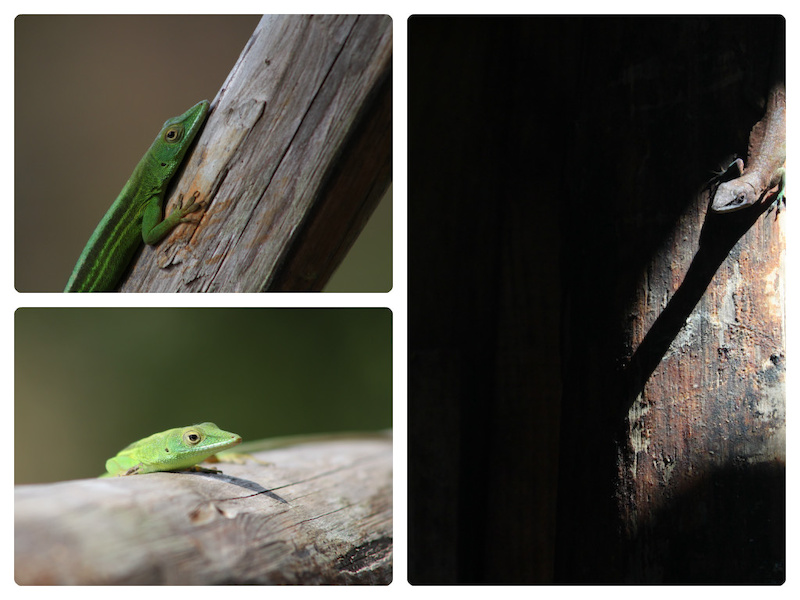 Lizards from around our cabin