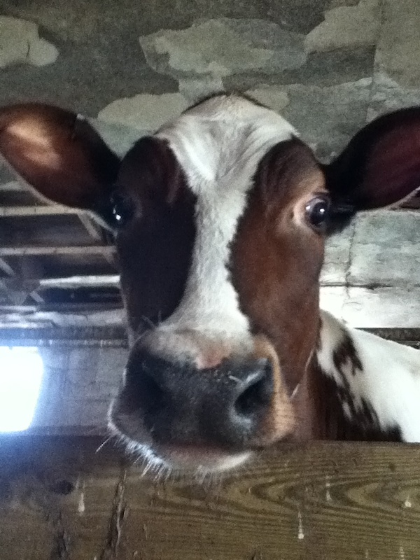 photogenic cow