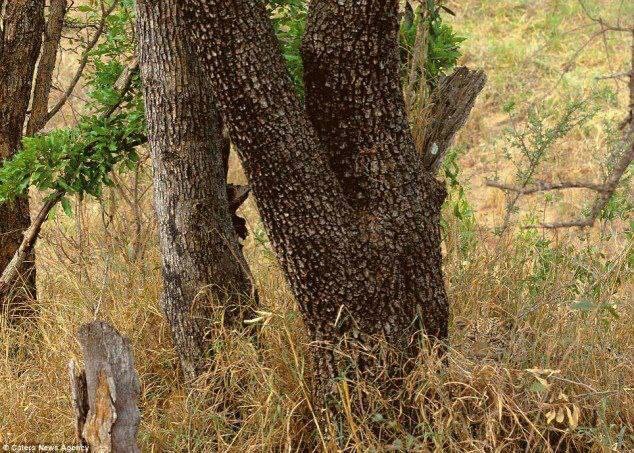 Believe me, there is a leopard in this picture.