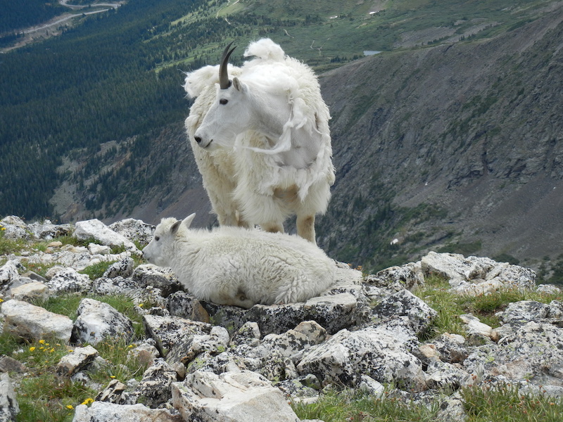 Mnt goats on Quandry Peak