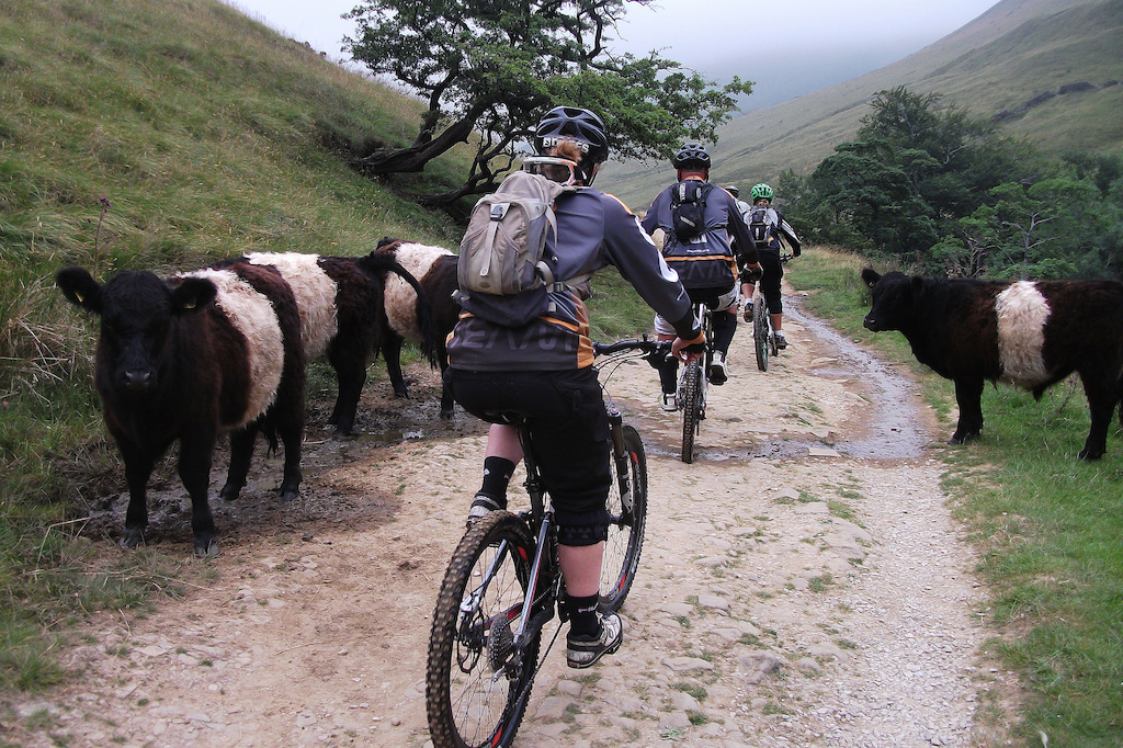 Riding through a herd of Belted Galloway bullocks on the track to Upper Booth having just descended Jacobs Ladder.