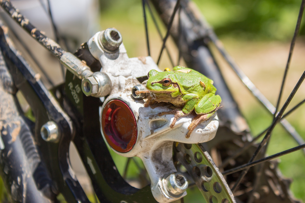 the frog wanted to warm up or ride :)