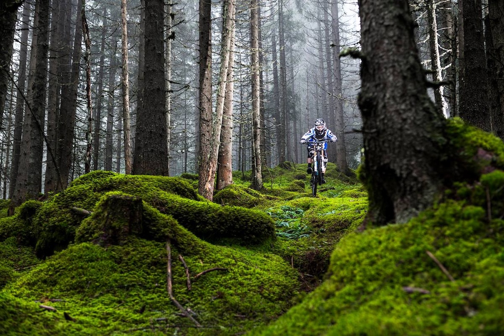 there are also good looking woods in Austria