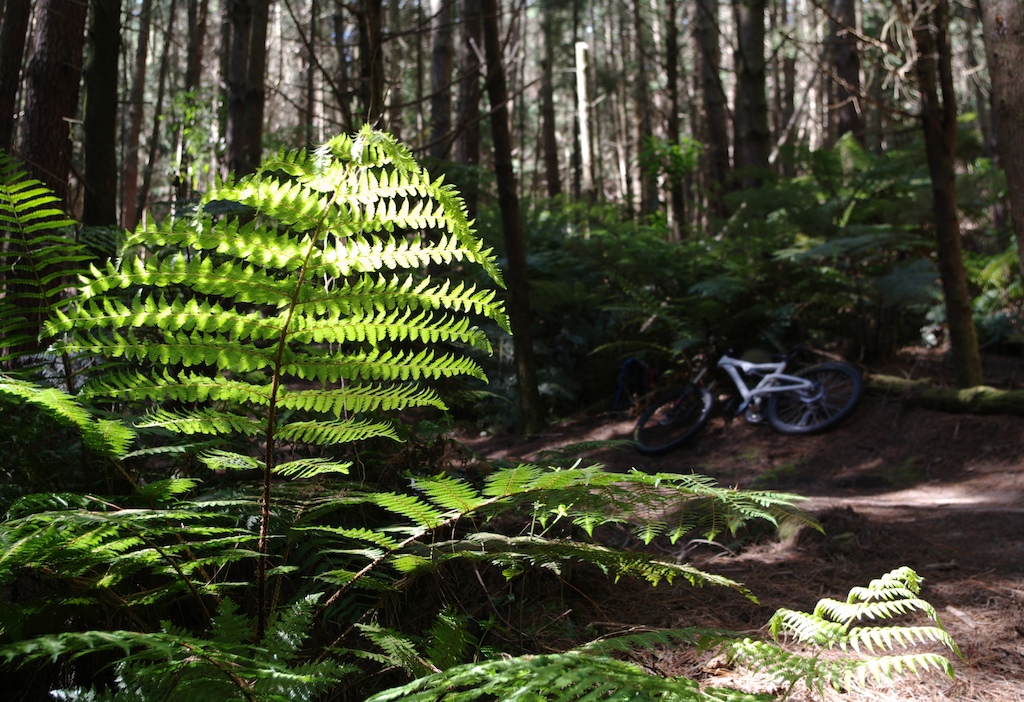 I was getting into position to shoot Harry riding a wallride when this shot of a fern with my bike and pack dumped carelessly beside the trail in the background jumped out at me. It ended up being a lot better than the photo I was lining up.