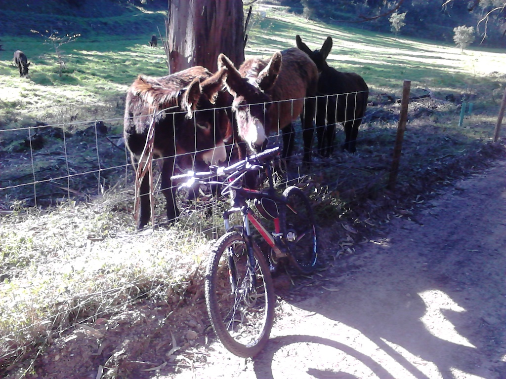 Até os burros querem andar nesta bike :D
