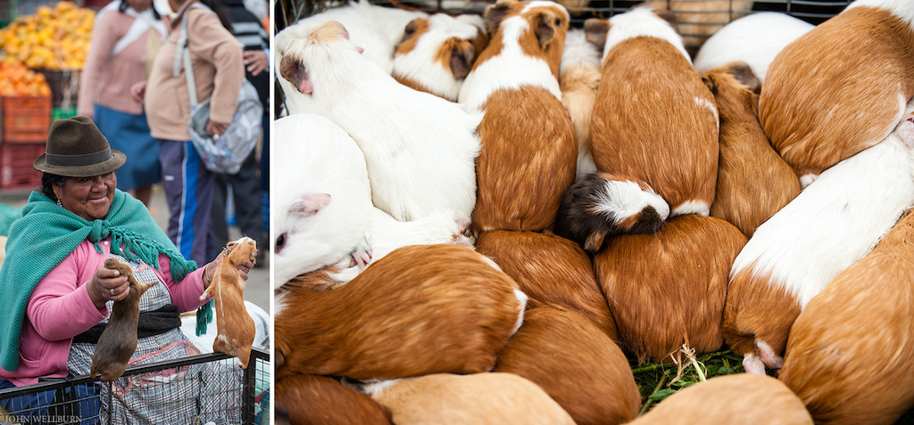 They might look cute but guinea pigs in Ecuador are a staple!
"Best guinea pigs in town, right here"
