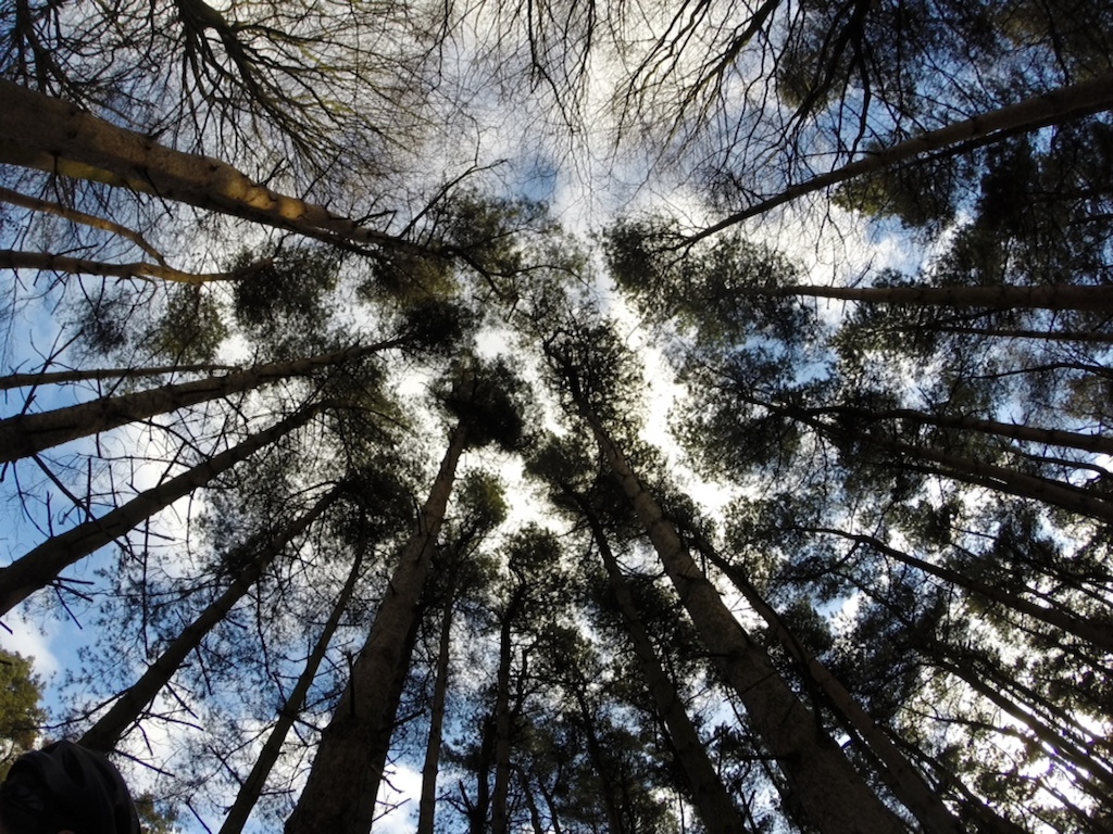 This is a photo I took of some trees with my Gopro
