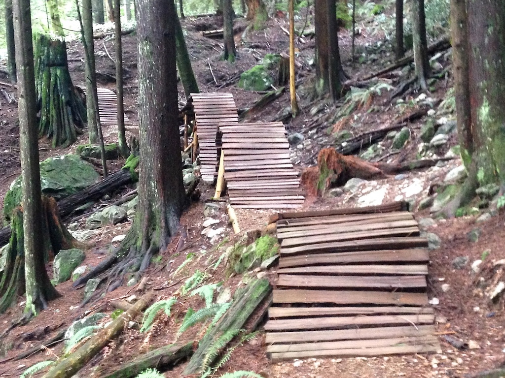 The NS Cedar serpent