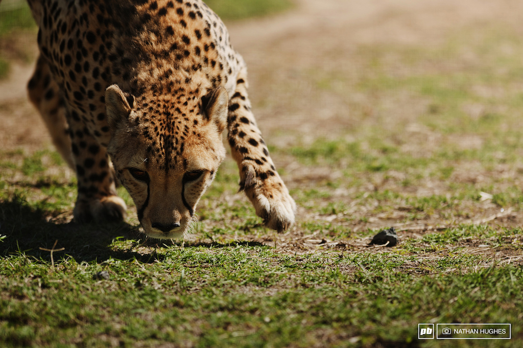 Cheetahs can't change their spots